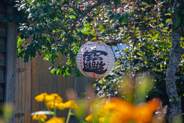 Japanese paper lantern hanging on a branch of thorn - 550096750