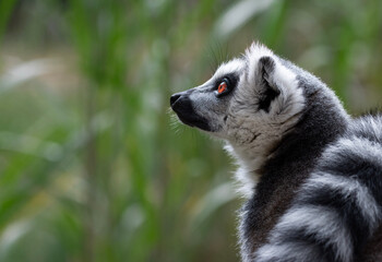 Ring-tailed lemur © Julia