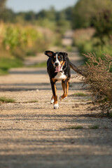 Greater Swiss Mountain Dog