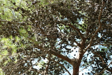 Alberi di pini nella pineta di San Francesco. Bari, sud Italia