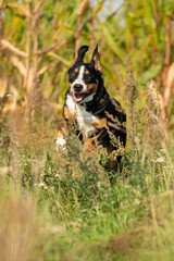 Greater Swiss Mountain Dog