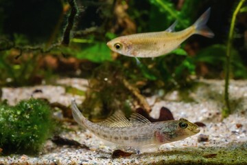 monkey goby, wild caught freshwater fish rest on sand bottom in Southern Bug River biotope...