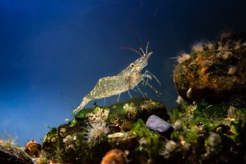 saltwater rockpool shrimp inspect with pereiopods, antennas littoral bottom of Black Sea marine...