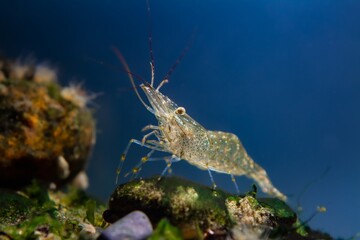 saltwater rockpool shrimp inspect with pereiopods, antennas littoral zone bottom of Black Sea...