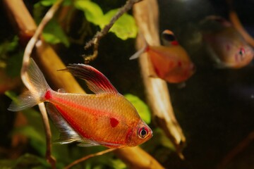 Obraz premium bleeding heart tetra dominant male show aggressive spawning behaviour, Rio Negro endemic fish, neon glow in blackwater biotope aquarium, LED low light design, tannin stained acid brown tea color water