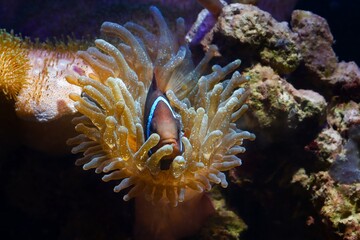 tomato clownfish feel safe in bubble tip anemone, fluorescent animal move tentacles in flow and...