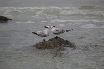 seagulls on beach