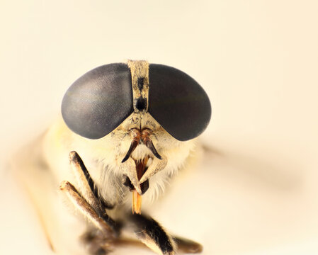 Macro image of adult horse-fly female on the fly