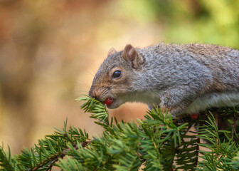 Squirrel feeding on berries