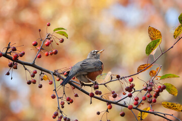 American Robin in Fall