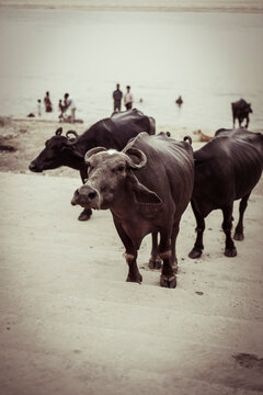 Buffaloes standing on staircase against sky