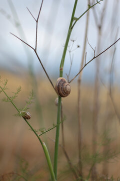 Close-up of snails on plants