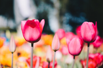 Colorful flower garden as floral concept background