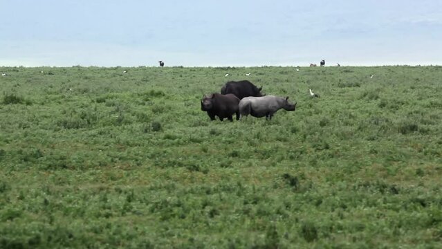Black rhinoceros in green field, long shot, Tanzania
Long wide shot from Tanzania of Black rhinoceros walking in field, 2022
