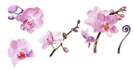 Pink  watercolor orchid isolated 300 dpi PNG, wedding invitations, logo, birthday cards, graphic resources for DIY projects © Olena