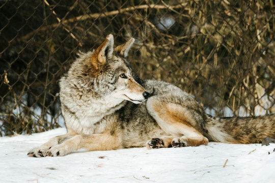 Side view of a coyote laying in the snow in a zoo