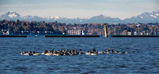 Coots and a cormorant in Lake Washington in Seattle