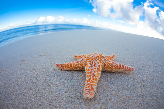A starfish on the beach in Hawaii.