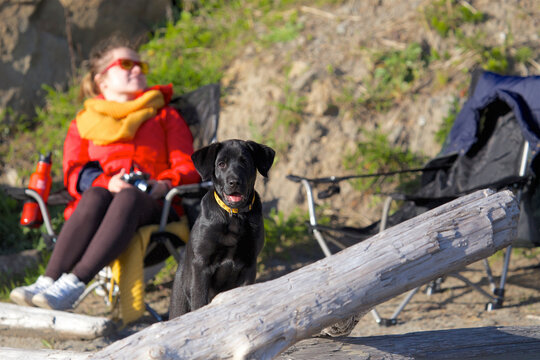 A Pet Dog On The Second Beach Of Olympic National Park