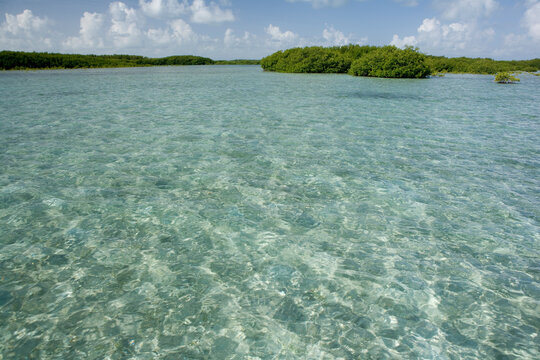 a wide view of blue green shallow water with mangroves in the background