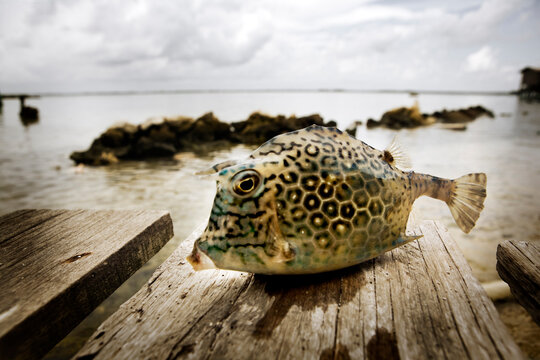 a puffer fish sits atop a wooden dock