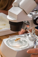 Wassermolch unter Mikroskop betrachten