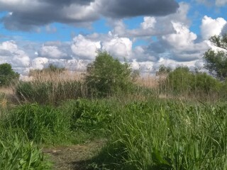 River in summer, dense thickets of grass, blue sky and clouds