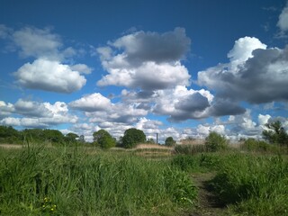 Fototapeta na wymiar River in summer, dense thickets of grass, blue sky and clouds