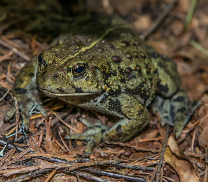A frog sits in North Cascades National Park