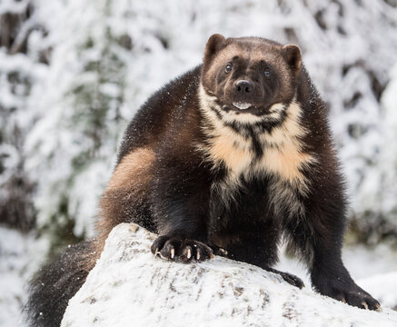 Front view of wolverine (Gulo gulo) sitting on snow, Haines, Alaska, USA