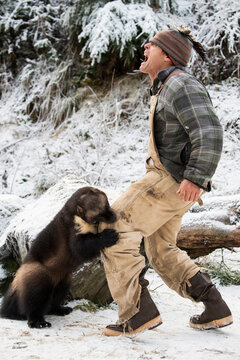 Wolverine (Gulo gulo) attacking a man in snow, Haines, Alaska, USA
