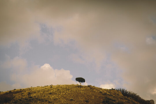 A lone tree sits below a cloudy and blue sky.