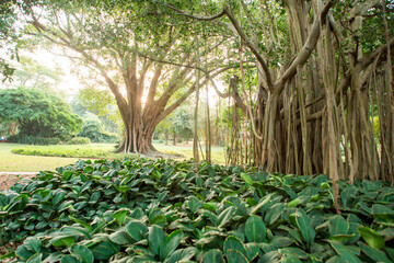 Indian banyan tree (Ficus benghalensis) at Durban Botanic Gardens, Durban, KwaZulu-Natal, South Africa