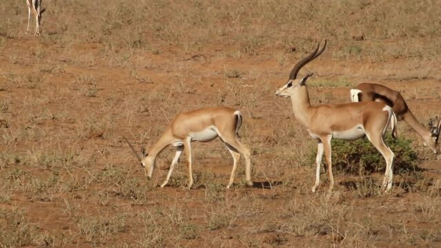Grant's gazelle courtship and trying to mate with female, 2022
Beautiful shot from Tanzania Grant's gazelle bash head, 2022, Tanzania 
