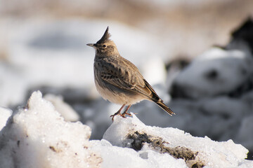 lark in the snow