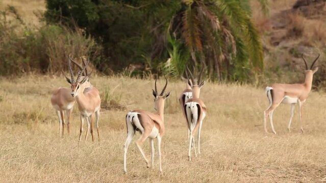 Grant's gazelle herd standing,Tanzania, 2022
Beautiful shot from Tanzania Grant's gazelle bash head, 2022, Tanzania 
