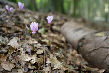 sunflowers, white roses or cyclamen, they are all beautiful flowers