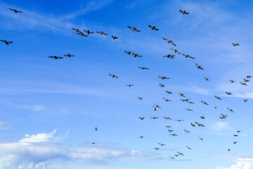 Flock of birds flapping wings flying against a blue sky background