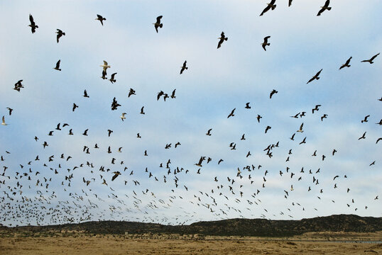 A large flock of flying sea birds on the beach in Guadalupe, California.