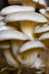detalhe de cogumelos