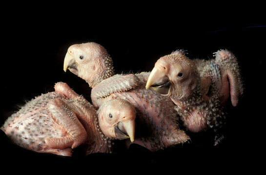 Baby Exotic Parrots