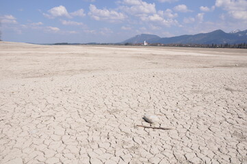 trockener forggensee bei füssen im allgäu / süddeutschland im frühjahr bei blauem himmel , mit alten Baumwurzeln, Rissen im Boden und alpenkette 