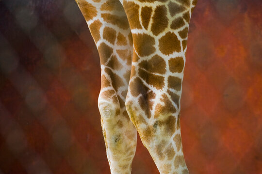 Legs of a reticulated giraffe (Giraffa camelopardalis) at a zoo in Seattle, Washington.