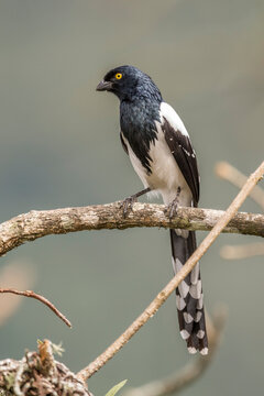 Portrait of black and white bird, Rio&Acirc;&nbsp;de&Acirc;&nbsp;Janeiro, Brazil