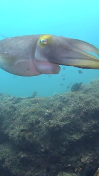 Vertical video of Broadclub cuttlefish (Sepia latimanus) changing color and swimming