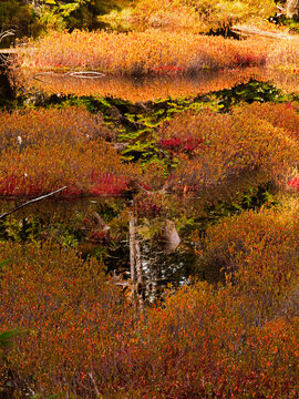 Brilliantly colored moss (Bryophyte) is reflected in the still water of the Big Logan near Richardson Lake in western Maine.