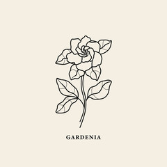 Line art gardenia flower branch illustration