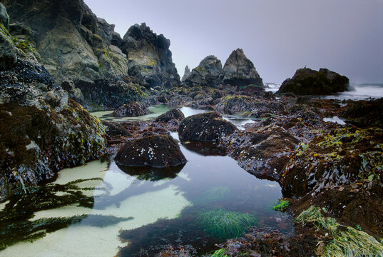 Landscape, Tidepools on the craggy California coast.
