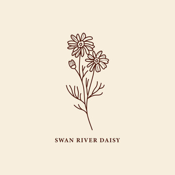 Line art Swan River daisy flower or Brachyscome iberidifolia illustration