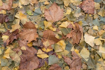 fallen leaves on the ground in the autumn